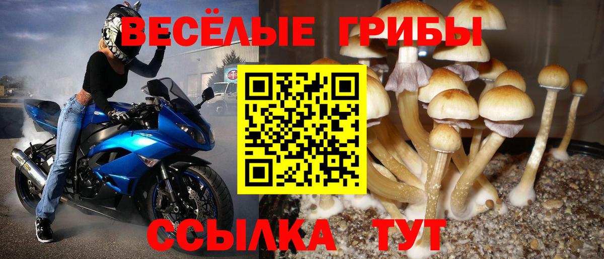 купить наркоту  Вход с VPN  Баксан  Псилоцибиновые грибы прущие грибы  Псилоцибиновые грибы прущие грибы 