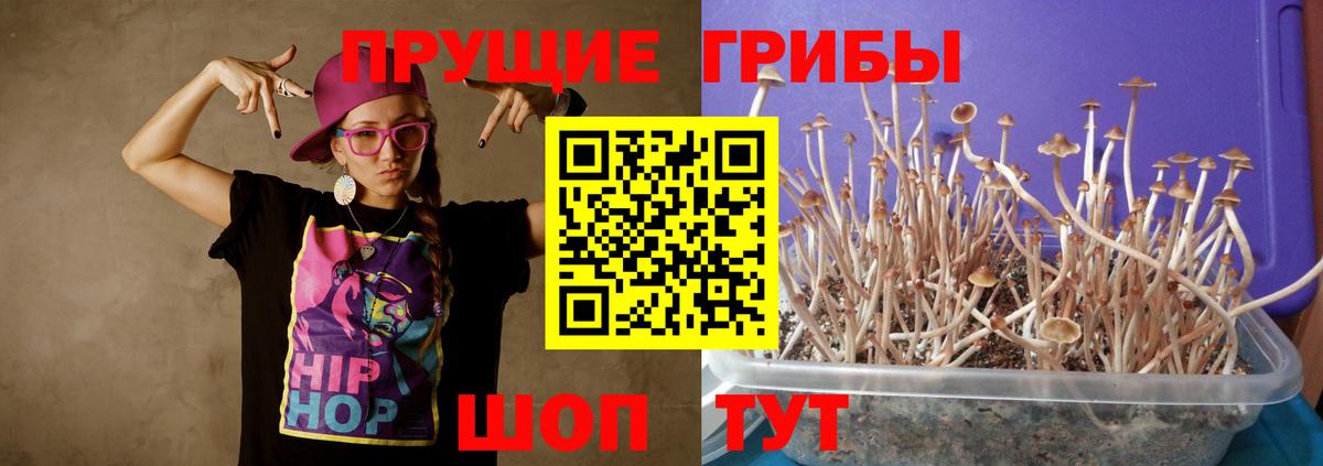Псилоцибиновые грибы мицелий Баксан